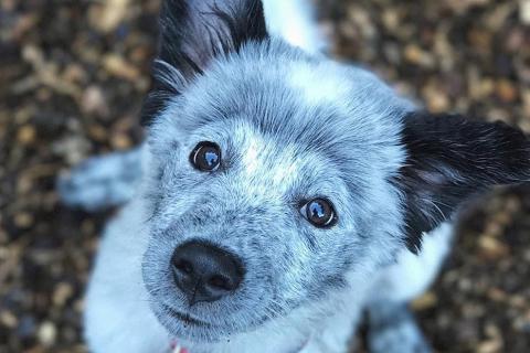 Cute puppy Thorin
